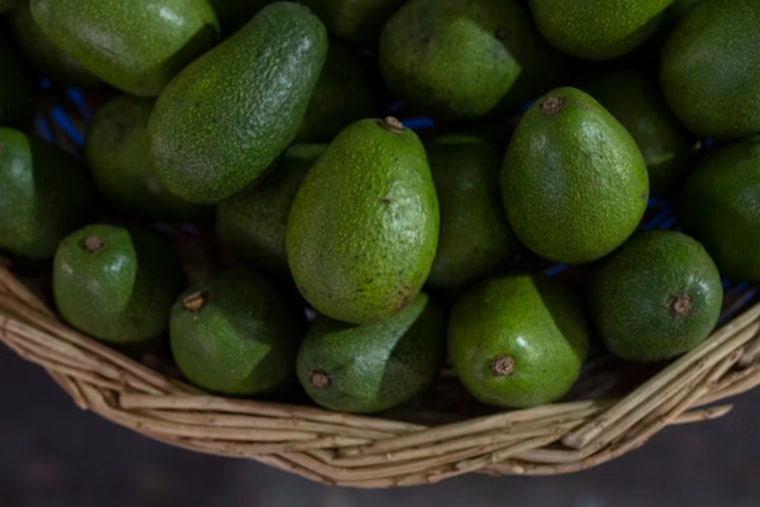 US Halts Avocado Inspections in Michoacán After Cartel Leader's Arrest