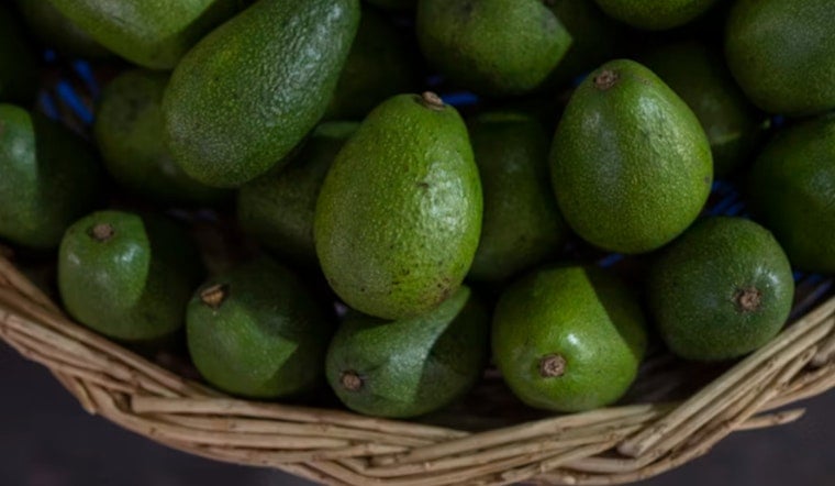 US Halts Avocado Inspections in Michoacán After Cartel Leader's Arrest