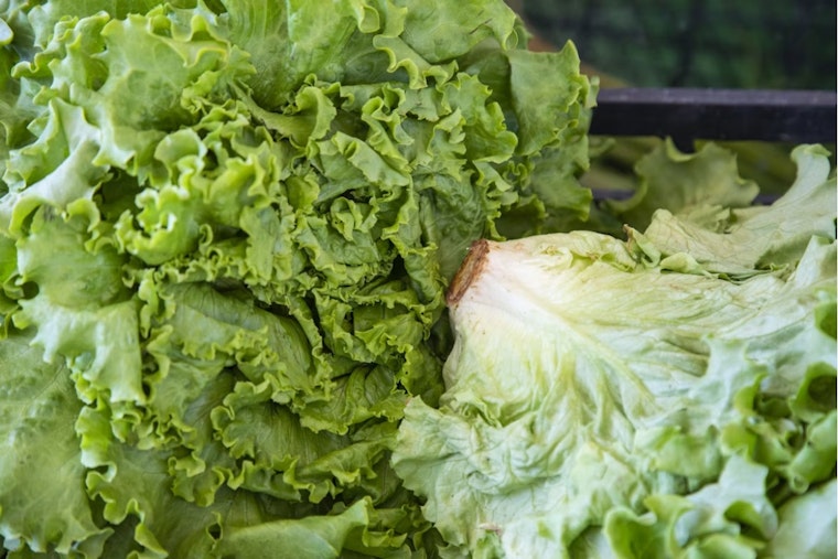 Utah Probes 5 Mystery Cyclospora Cases With No Travel Ties Amid Deadly Lettuce Outbreak