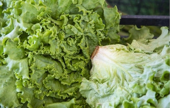 Utah Probes 5 Mystery Cyclospora Cases With No Travel Ties Amid Deadly Lettuce Outbreak