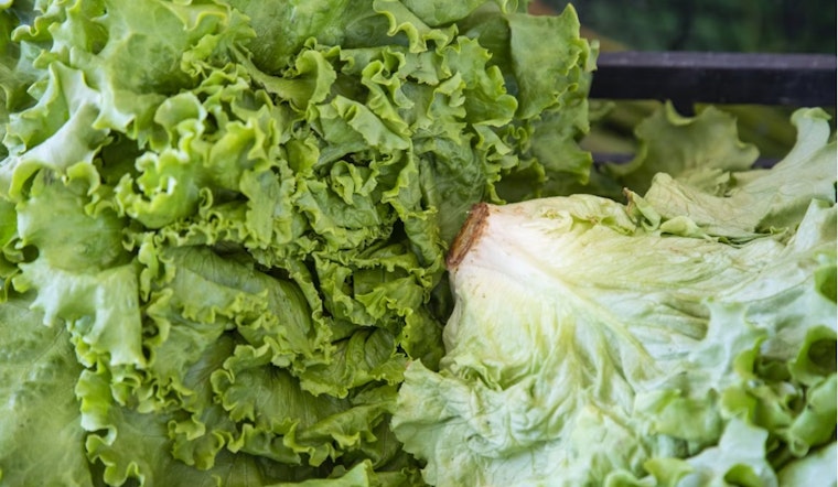 Utah Probes 5 Mystery Cyclospora Cases With No Travel Ties Amid Deadly Lettuce Outbreak