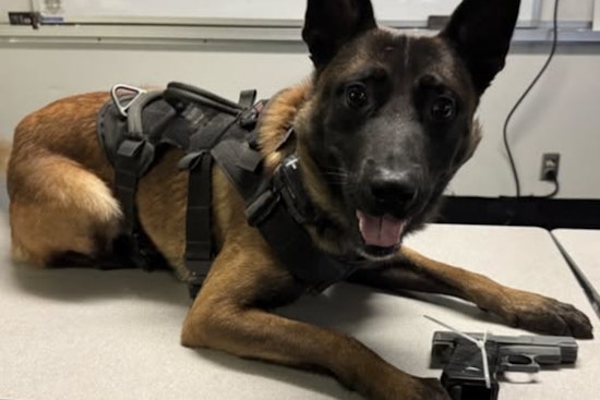 Vallejo K9 Sniffs Out Gun Stashed Beneath Bedroom Window After DV Call
