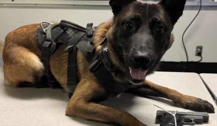 Vallejo K9 Sniffs Out Gun Stashed Beneath Bedroom Window After DV Call