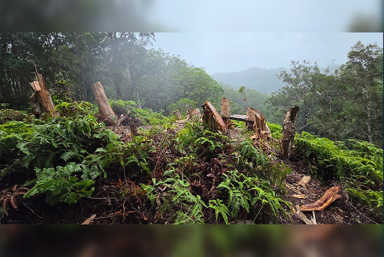 Vandals Chop Down 10 Trees in ʻEwa Forest Reserve to Build Illegal Scenic Bench