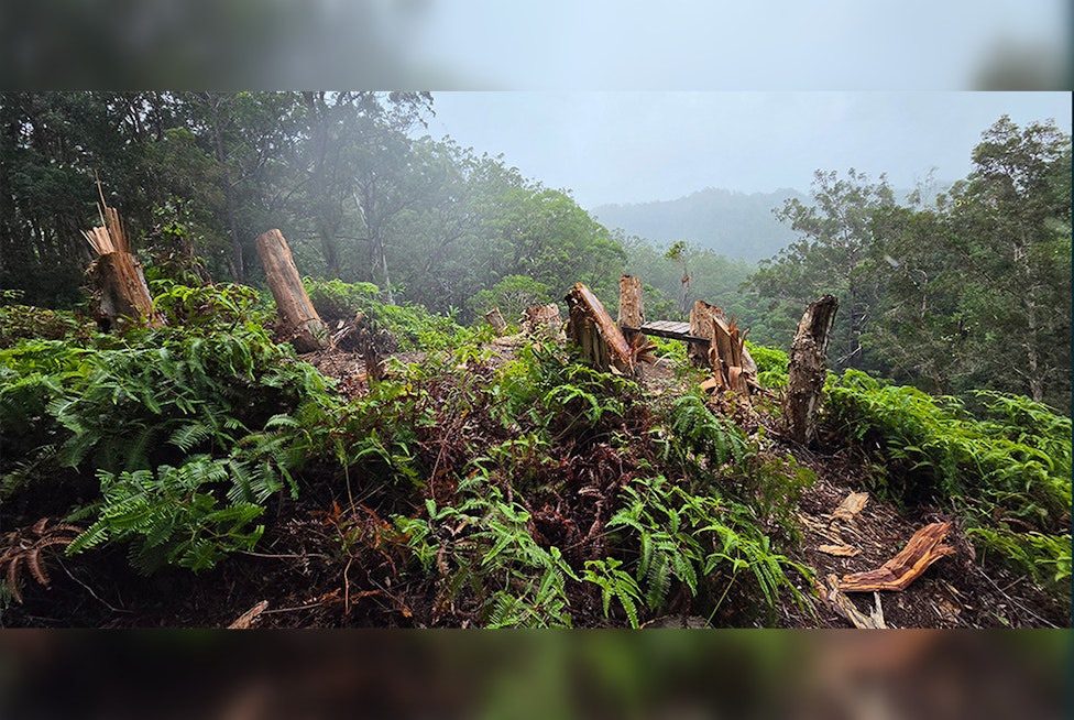 Vandals Chop Down 10 Trees in ʻEwa Forest Reserve to Build Illegal Scenic Bench