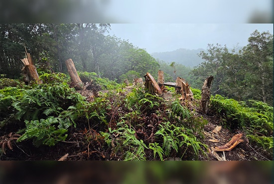 Vandals Chop Down 10 Trees in ʻEwa Forest Reserve to Build Illegal Scenic Bench