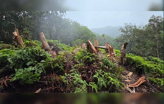 Vandals Chop Down 10 Trees in ʻEwa Forest Reserve to Build Illegal Scenic Bench