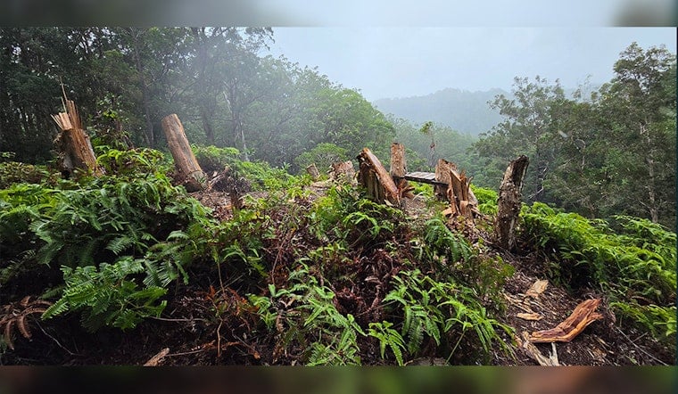Vandals Chop Down 10 Trees in ʻEwa Forest Reserve to Build Illegal Scenic Bench