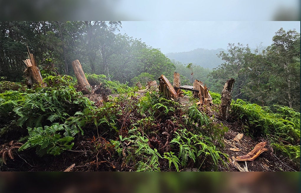 Vandals Chop Down 10 Trees in ʻEwa Forest Reserve to Build Illegal Scenic Bench