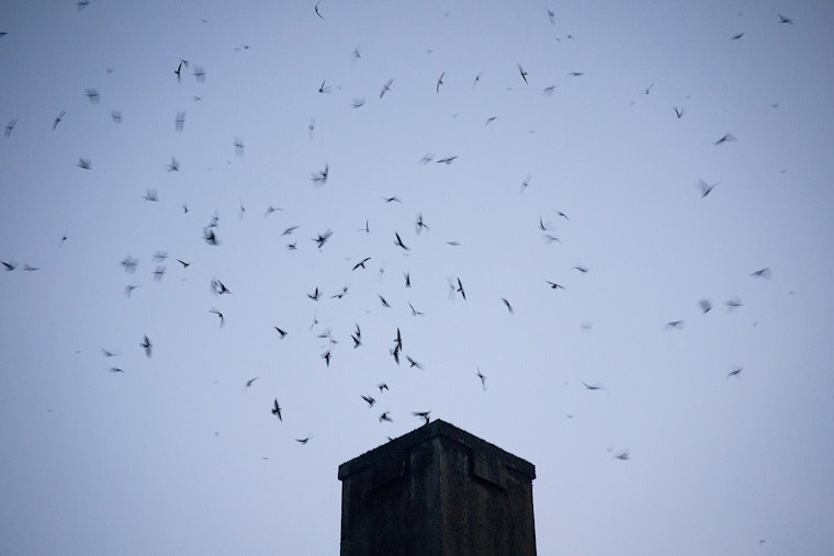 Vaux's Swifts Return to Portland Skies, but Chapman Is No Longer Home