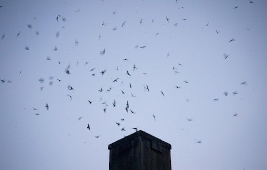 Vaux's Swifts Return to Portland Skies, but Chapman Is No Longer Home