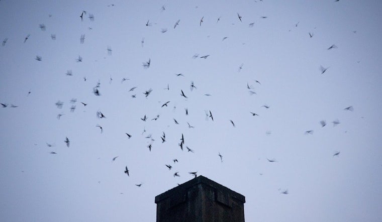 Vaux's Swifts Return to Portland Skies, but Chapman Is No Longer Home