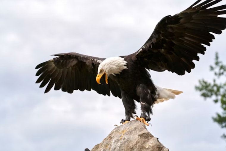 Vermilion Parish Eagle Shooting Reward Hits $20,000 With No Arrest in Sight