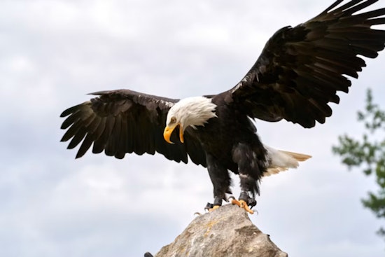 Vermilion Parish Eagle Shooting Reward Hits $20,000 With No Arrest in Sight