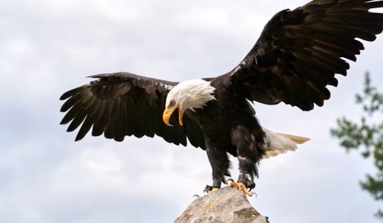Vermilion Parish Eagle Shooting Reward Hits $20,000 With No Arrest in Sight