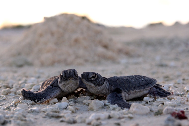 Video of Hatchlings Crawling Toward Fort Lauderdale Hotel Lights Sparks Outrage