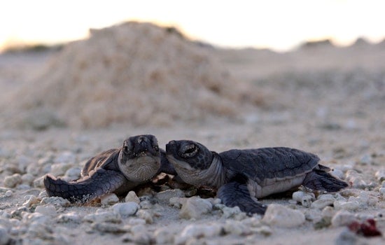 Video of Hatchlings Crawling Toward Fort Lauderdale Hotel Lights Sparks Outrage