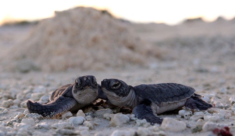 Video of Hatchlings Crawling Toward Fort Lauderdale Hotel Lights Sparks Outrage