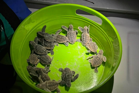 Volusia Deputies Rescue 75 Disoriented Baby Sea Turtles Near Atlantic Avenue