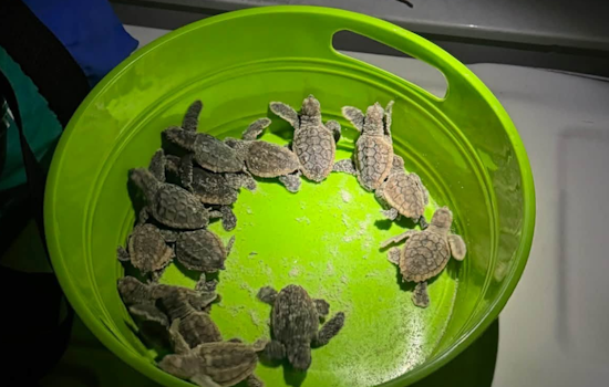 Volusia Deputies Rescue 75 Disoriented Baby Sea Turtles Near Atlantic Avenue