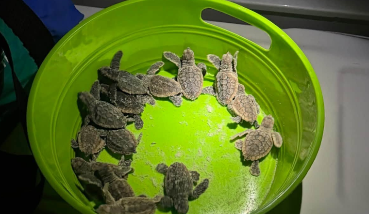 Volusia Deputies Rescue 75 Disoriented Baby Sea Turtles Near Atlantic Avenue