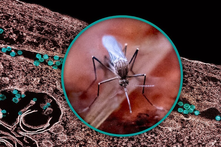 Wayne County Reports First Human West Nile Case, Suburban Resident Infected