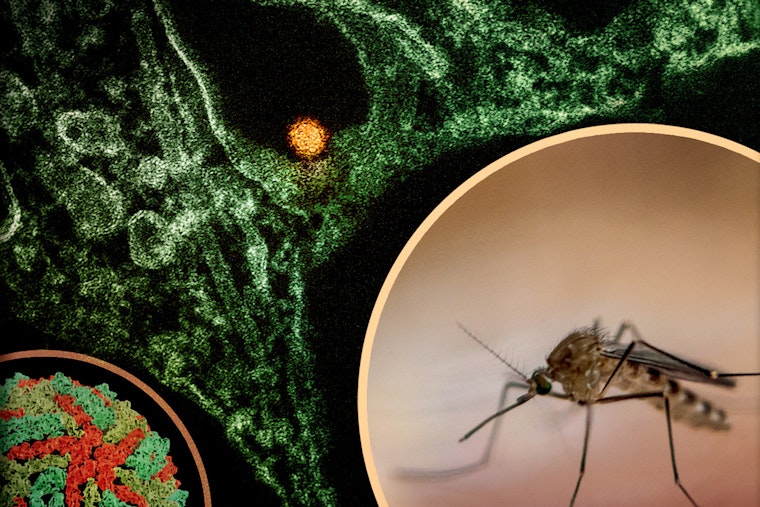 West Nile Killer Bugs Claim 2 Central Valley Lives in California’s First 2026 Deaths