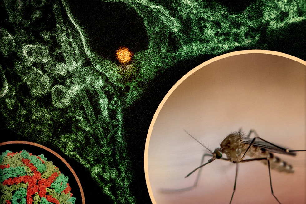 West Nile Killer Bugs Claim 2 Central Valley Lives in California’s First 2026 Deaths