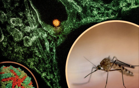 West Nile Killer Bugs Claim 2 Central Valley Lives in California’s First 2026 Deaths