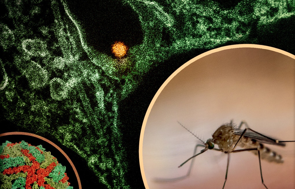 West Nile Killer Bugs Claim 2 Central Valley Lives in California’s First 2026 Deaths