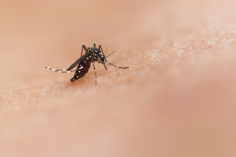 West Nile Mosquito Spray Set For Eight Pittsburgh Neighborhoods