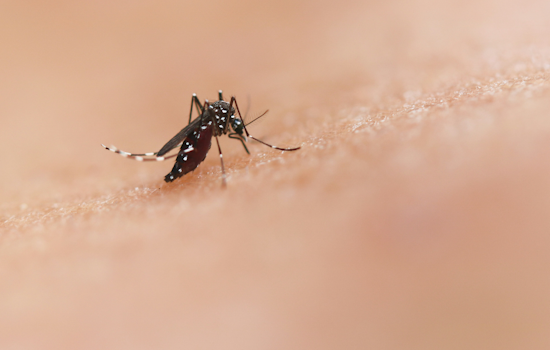 West Nile Mosquito Spray Set For Eight Pittsburgh Neighborhoods