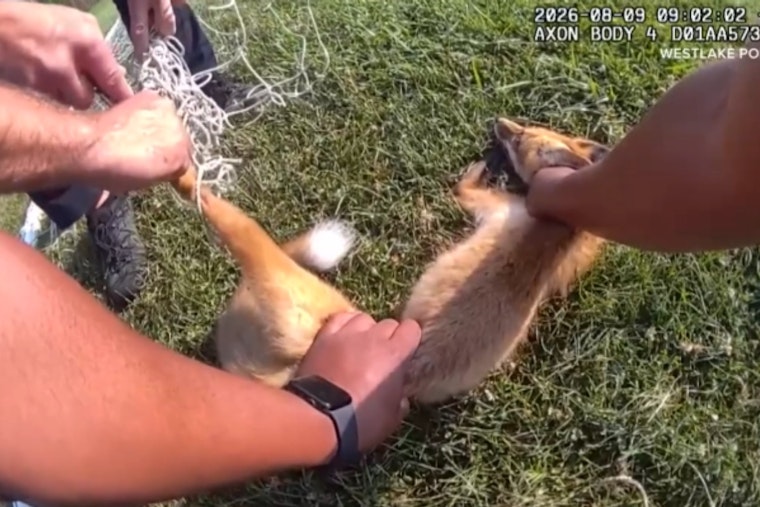 Westlake Police Free Red Fox Tangled In Backyard Soccer Net