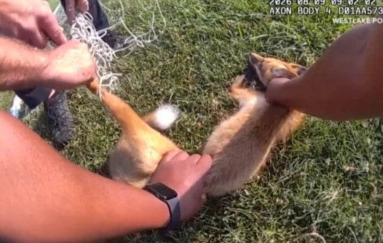 Westlake Police Free Red Fox Tangled In Backyard Soccer Net