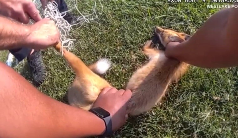 Westlake Police Free Red Fox Tangled In Backyard Soccer Net