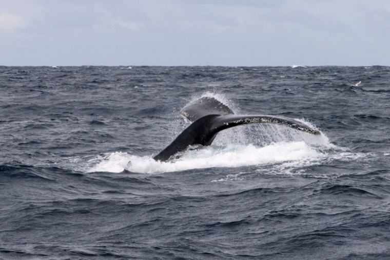 Westport Crews Free Hog-Tied Humpback Whale After Tip From Olympia Angler