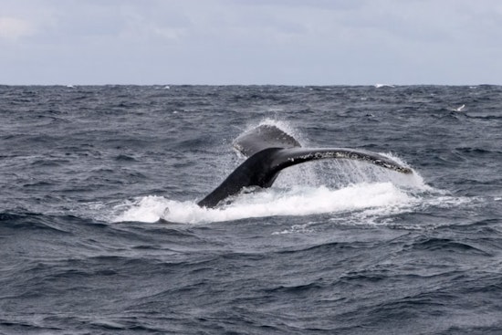 Westport Crews Free Hog-Tied Humpback Whale After Tip From Olympia Angler
