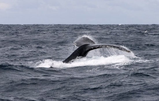 Westport Crews Free Hog-Tied Humpback Whale After Tip From Olympia Angler