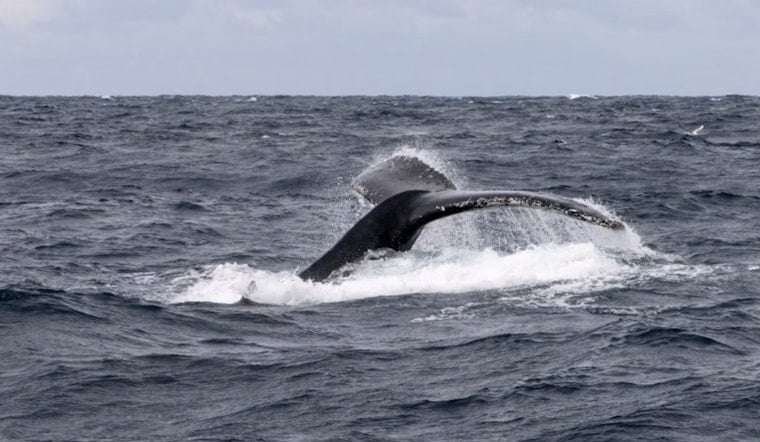 Westport Crews Free Hog-Tied Humpback Whale After Tip From Olympia Angler