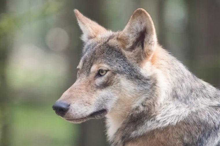 Wisconsin Delays Wolf Attack Payouts as Claims Double, Draining Conservation Cash