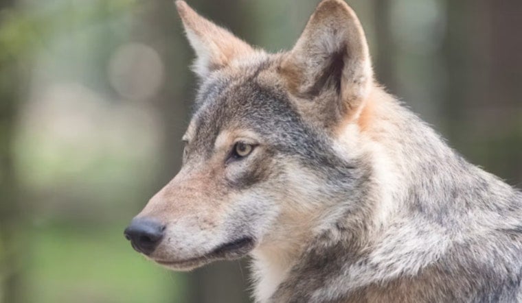 Wisconsin Delays Wolf Attack Payouts as Claims Double, Draining Conservation Cash