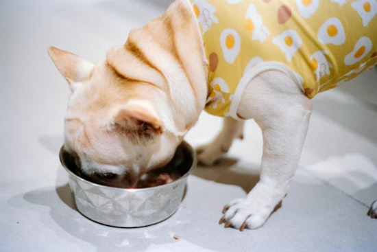 Wisconsin Dog Food Maker Recalls 5,825 Cases Over Metal Fragments in Cans