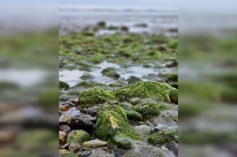 Wisconsin Lakes See Surge in Toxic Algae, Two Dogs Dead, 15 Kids Sickened