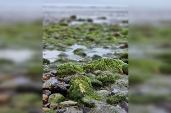 Wisconsin Lakes See Surge in Toxic Algae, Two Dogs Dead, 15 Kids Sickened