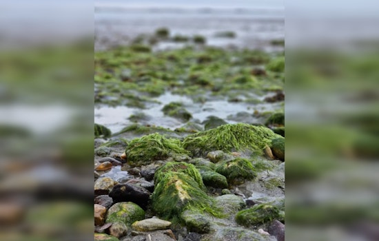 Wisconsin Lakes See Surge in Toxic Algae, Two Dogs Dead, 15 Kids Sickened