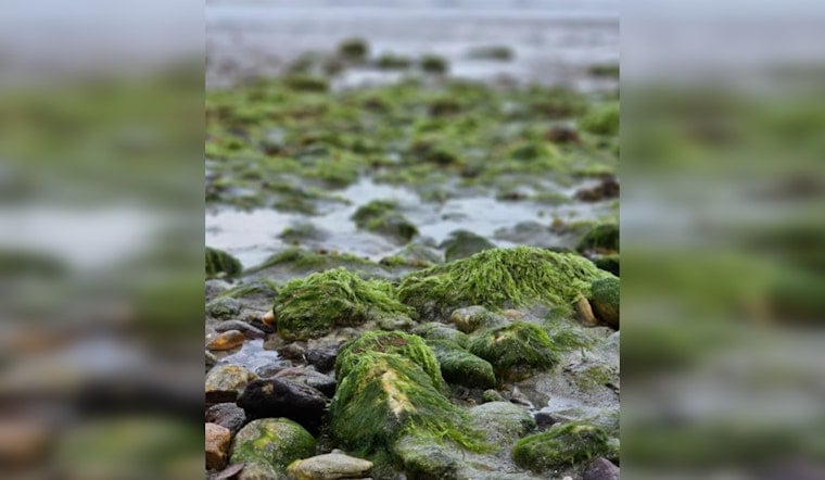 Wisconsin Lakes See Surge in Toxic Algae, Two Dogs Dead, 15 Kids Sickened