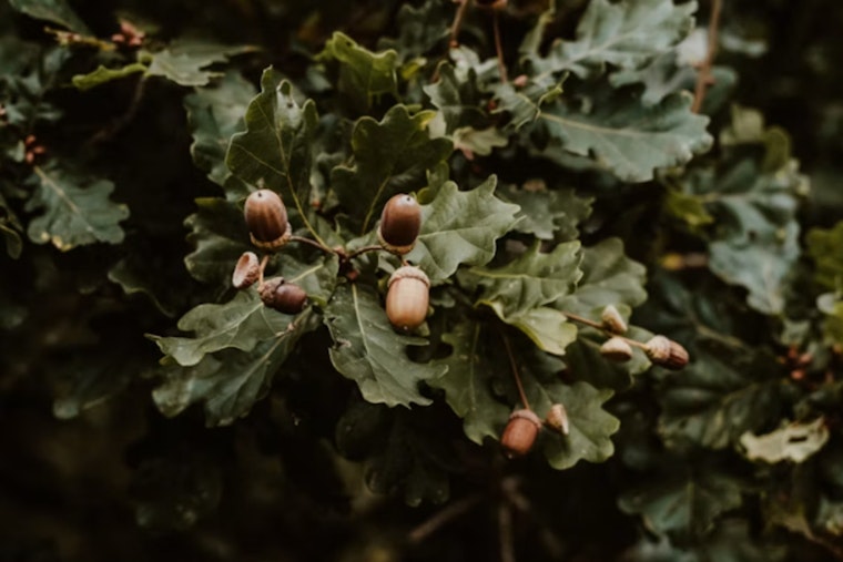 Wisconsin Oaks Are Dropping Acorns Like Crazy, and It's Not Just Litter
