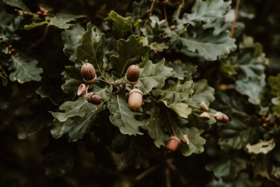 Wisconsin Oaks Are Dropping Acorns Like Crazy, and It's Not Just Litter