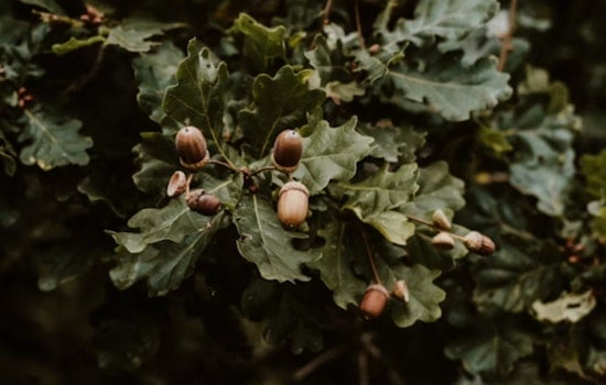 Wisconsin Oaks Are Dropping Acorns Like Crazy, and It's Not Just Litter