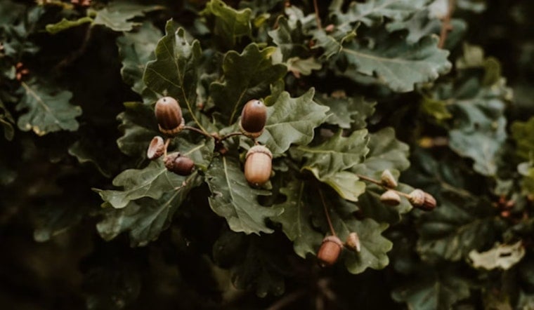 Wisconsin Oaks Are Dropping Acorns Like Crazy, and It's Not Just Litter